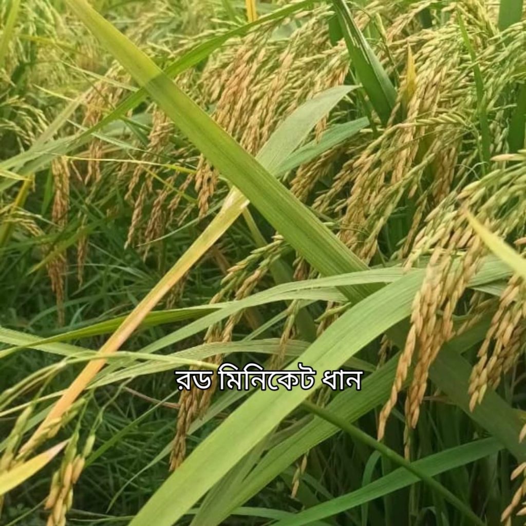 WhatsApp Image 2025-12-02 at 1.47.08 PM